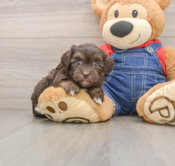 6 week old Havapoo Puppy For Sale - Fairfield Furbabies