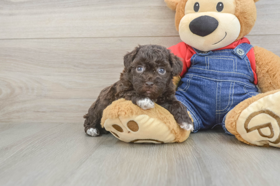 5 week old Havapoo Puppy For Sale - Fairfield Furbabies