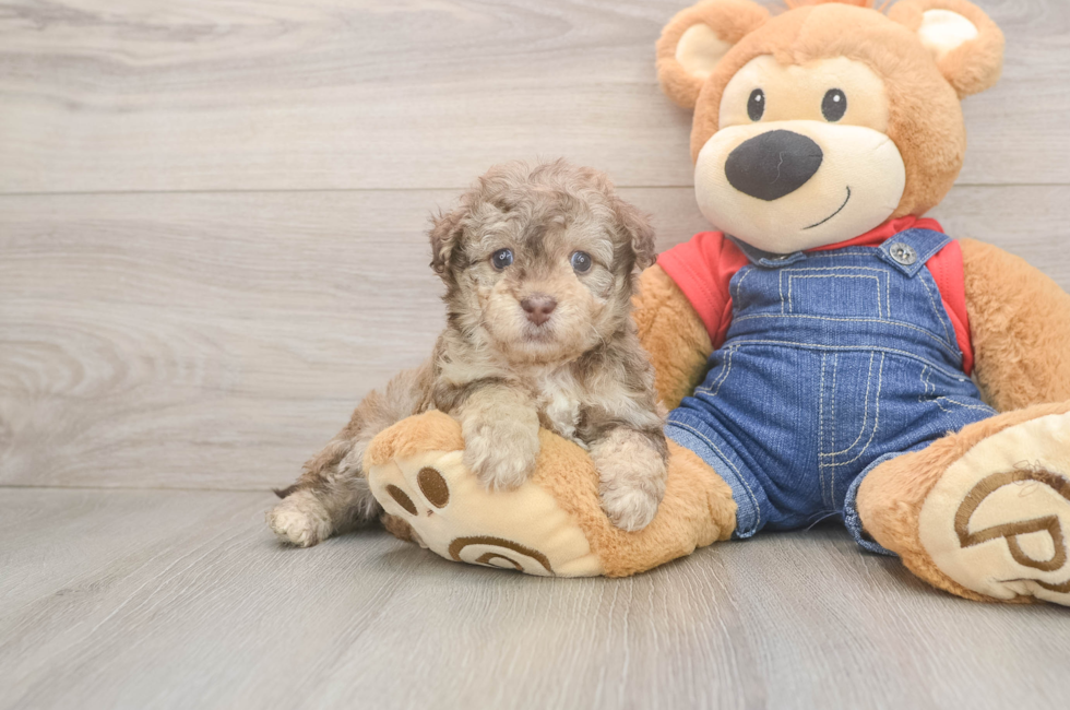 6 week old Havapoo Puppy For Sale - Fairfield Furbabies