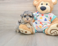 8 week old Havapoo Puppy For Sale - Fairfield Furbabies