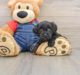 6 week old Havapoo Puppy For Sale - Fairfield Furbabies