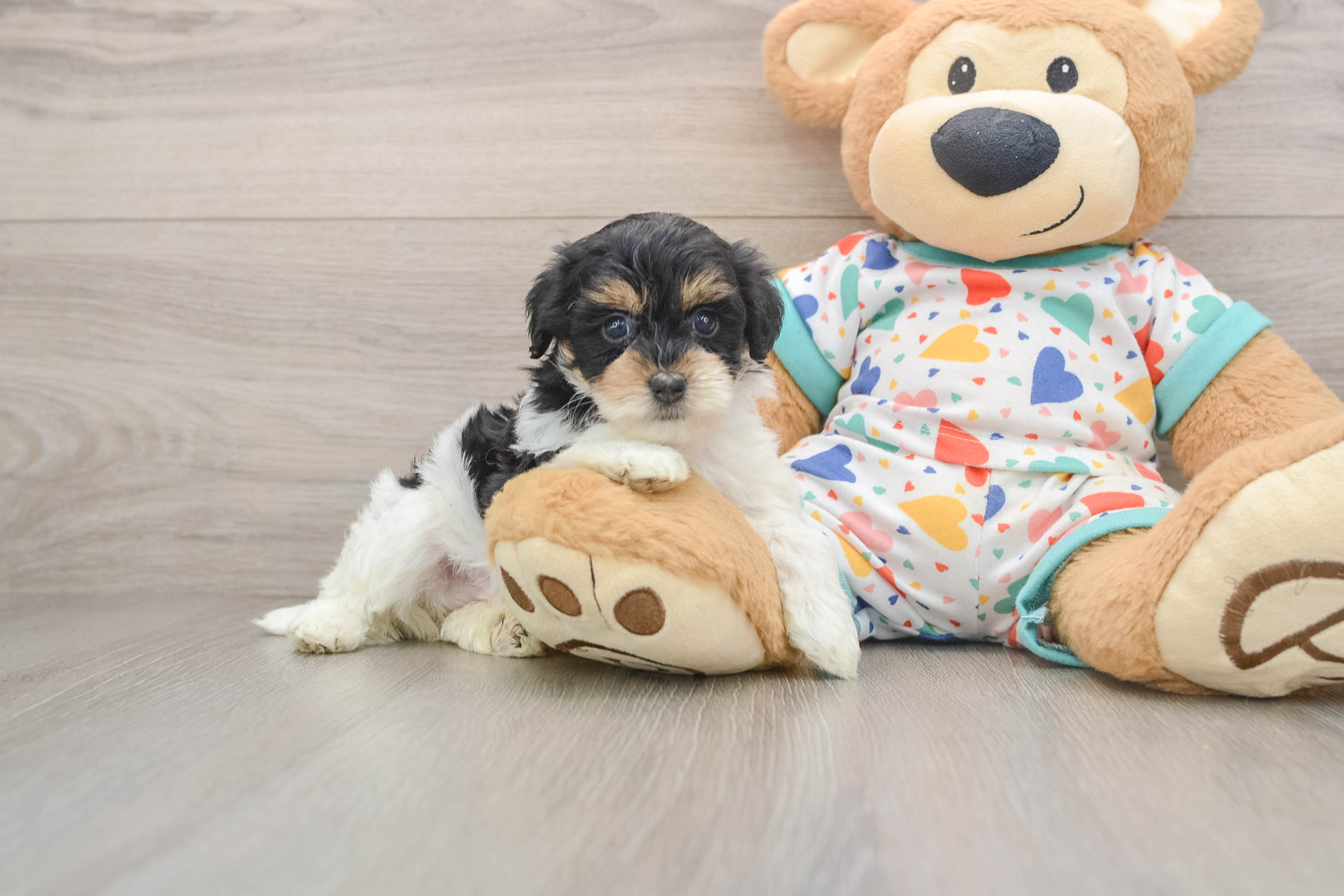 Energetic Havadoodle Poodle Mix Puppy