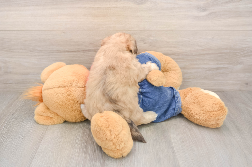 Havapoo Puppy for Adoption