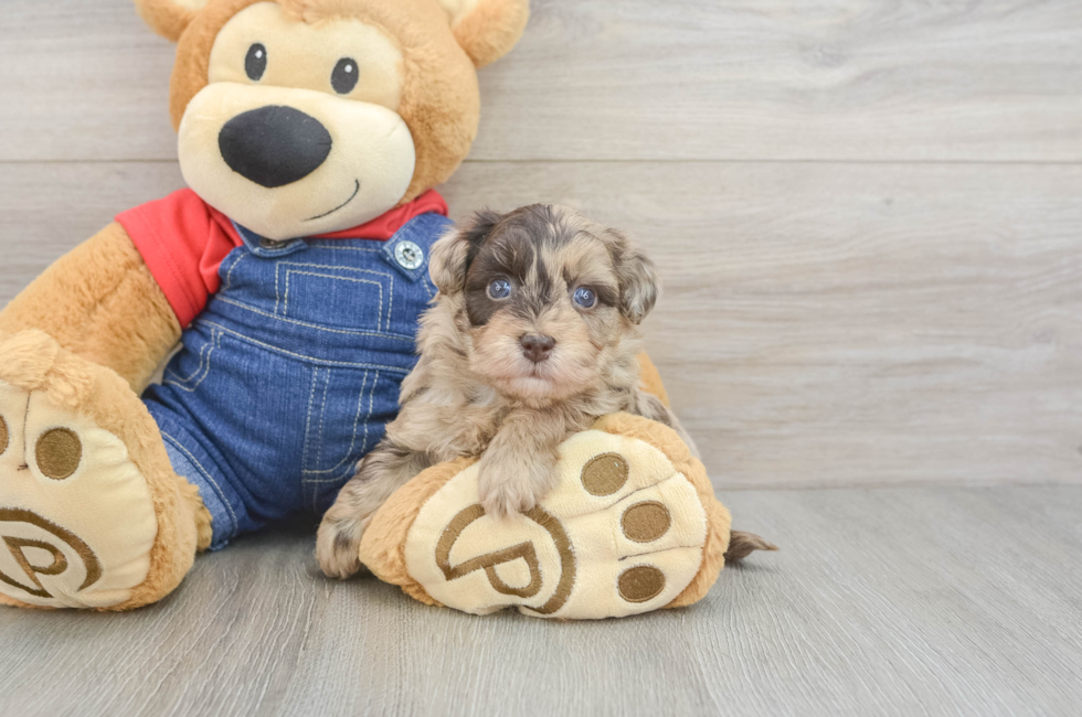 5 week old Havapoo Puppy For Sale - Fairfield Furbabies