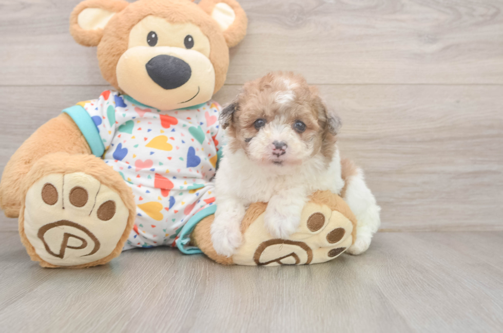 7 week old Havapoo Puppy For Sale - Fairfield Furbabies