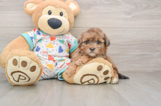 Havapoo Puppy for Adoption