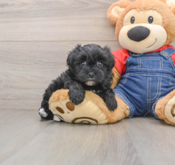 6 week old Havapoo Puppy For Sale - Fairfield Furbabies
