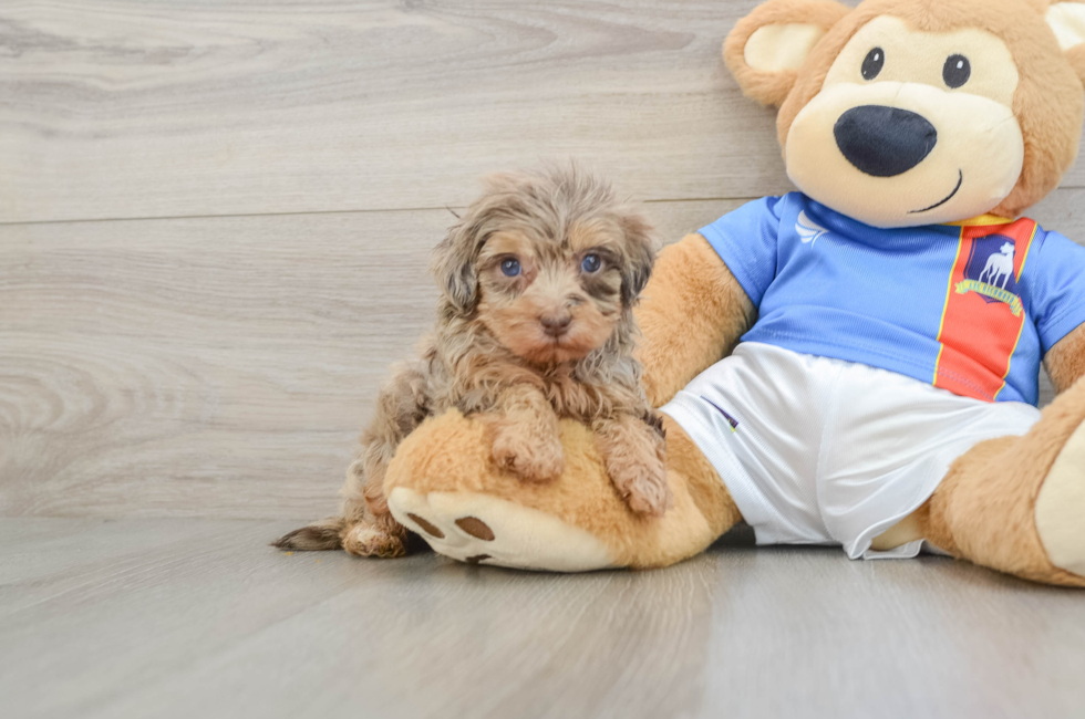 7 week old Havapoo Puppy For Sale - Fairfield Furbabies