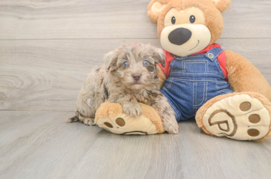 7 week old Havapoo Puppy For Sale - Fairfield Furbabies Cute Havapoo Baby