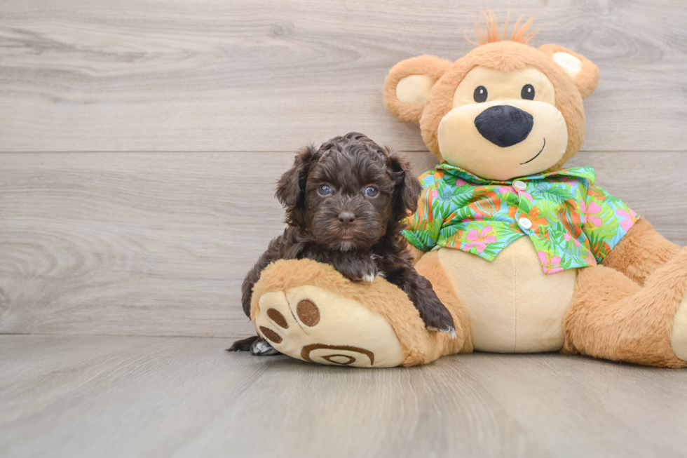 Havapoo Puppy for Adoption