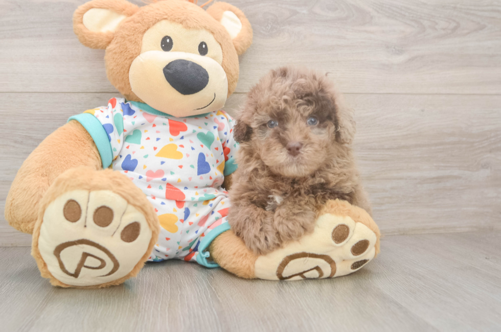 7 week old Havapoo Puppy For Sale - Fairfield Furbabies