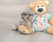 8 week old Havapoo Puppy For Sale - Fairfield Furbabies