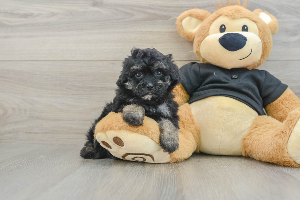 Happy Havapoo Baby