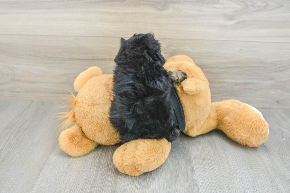 Friendly Havapoo Baby