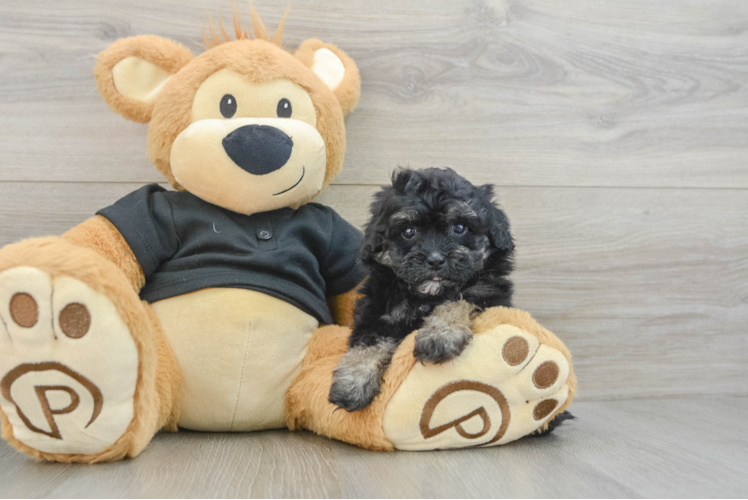 Havapoo Pup Being Cute