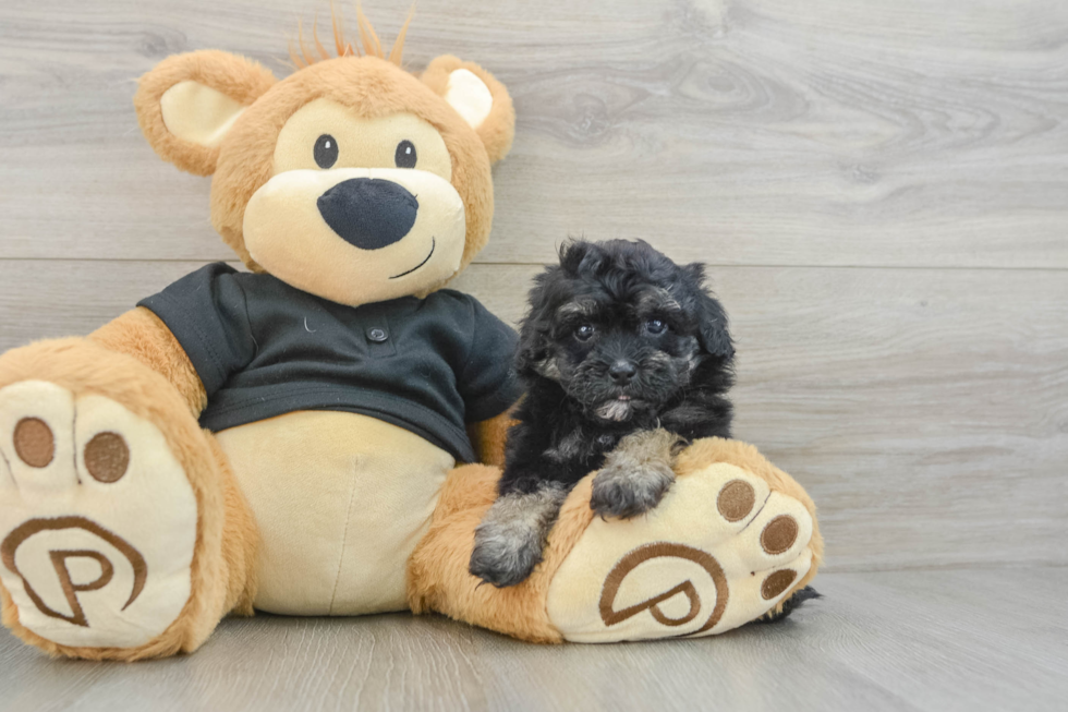 Havapoo Pup Being Cute