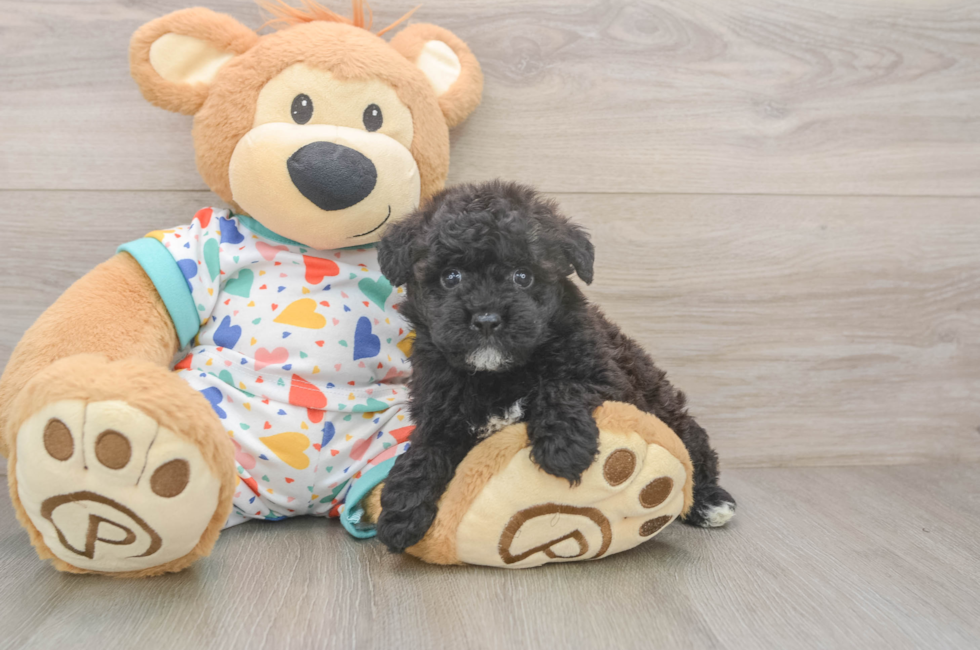 7 week old Havapoo Puppy For Sale - Fairfield Furbabies