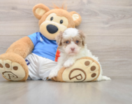 7 week old Havapoo Puppy For Sale - Fairfield Furbabies