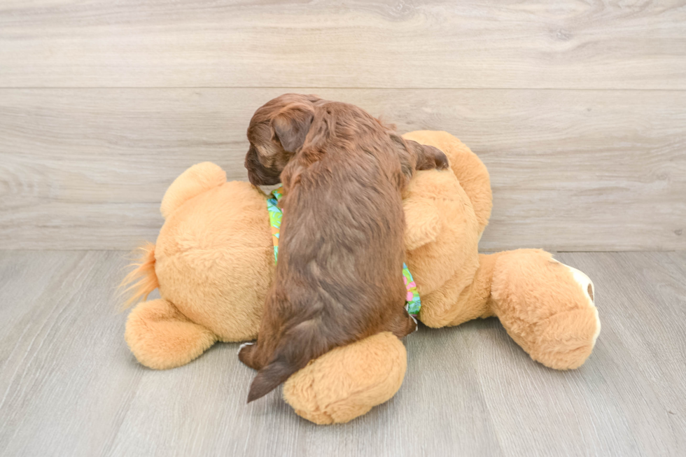 Havapoo Puppy for Adoption
