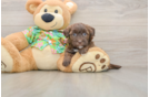 Best Havapoo Baby