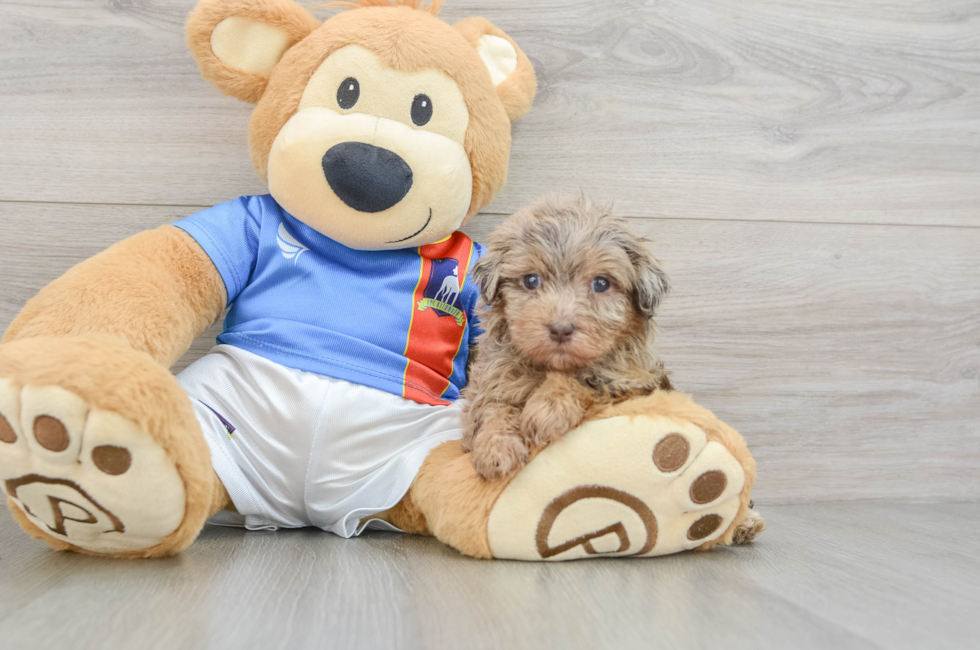 7 week old Havapoo Puppy For Sale - Fairfield Furbabies