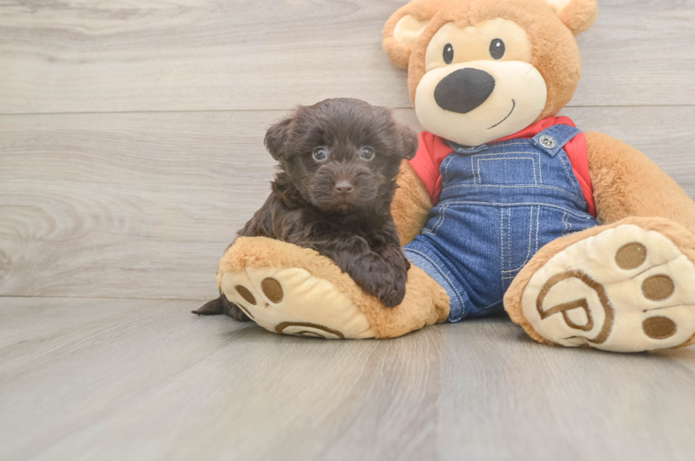 7 week old Havapoo Puppy For Sale - Fairfield Furbabies