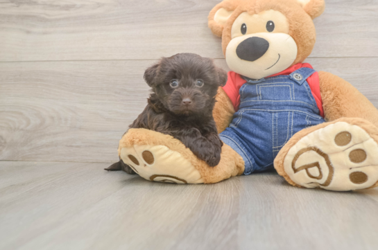 7 week old Havapoo Puppy For Sale - Fairfield Furbabies Happy Havapoo Baby