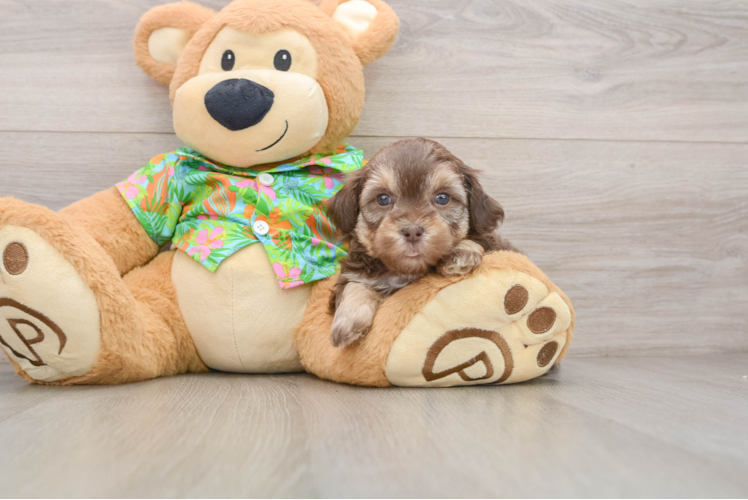 Petite Havapoo Poodle Mix Pup