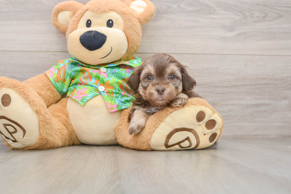 Petite Havapoo Poodle Mix Pup