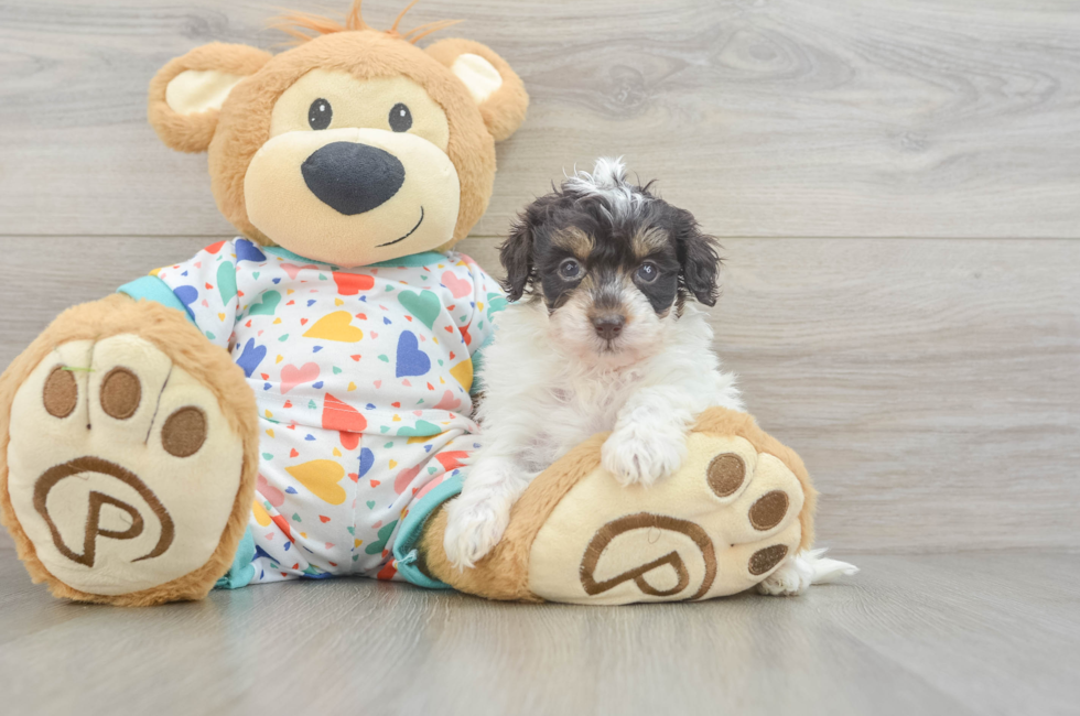 8 week old Havapoo Puppy For Sale - Fairfield Furbabies