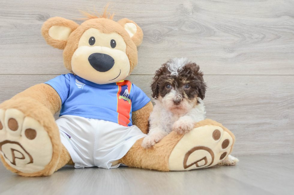7 week old Havapoo Puppy For Sale - Fairfield Furbabies