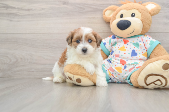 Havapoo Pup Being Cute