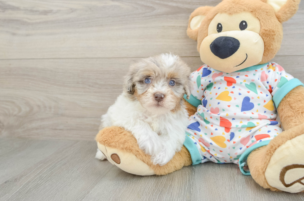8 week old Havapoo Puppy For Sale - Fairfield Furbabies
