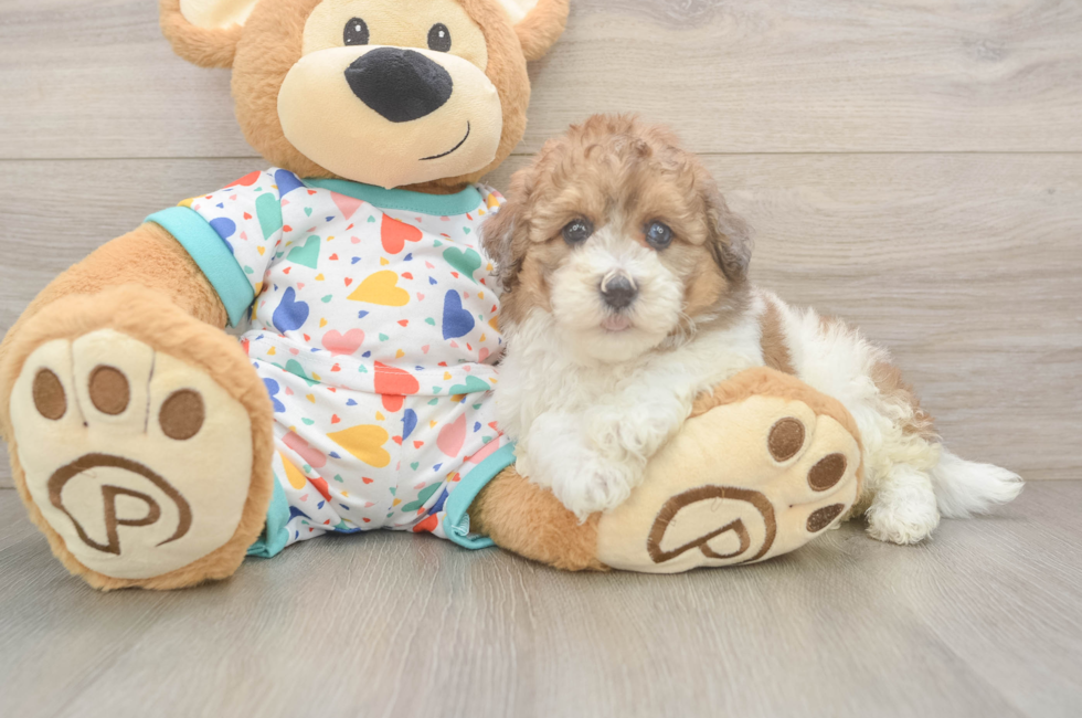 6 week old Havapoo Puppy For Sale - Fairfield Furbabies