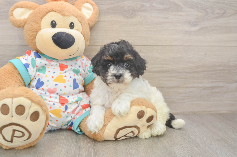 6 week old Havapoo Puppy For Sale - Fairfield Furbabies