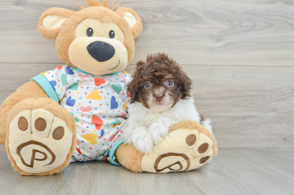 8 week old Havapoo Puppy For Sale - Fairfield Furbabies
