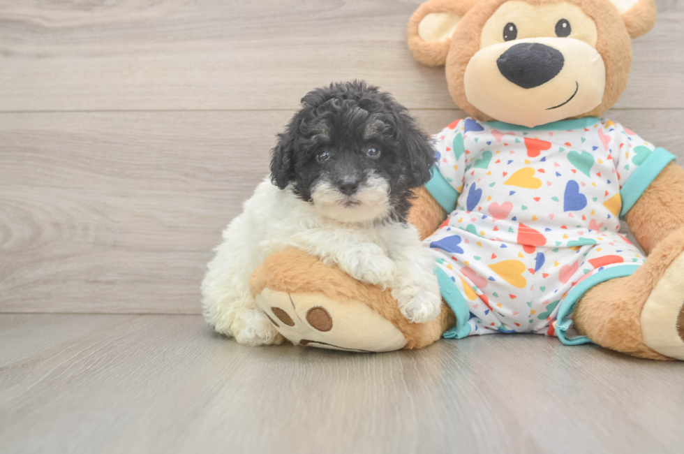 6 week old Havapoo Puppy For Sale - Fairfield Furbabies