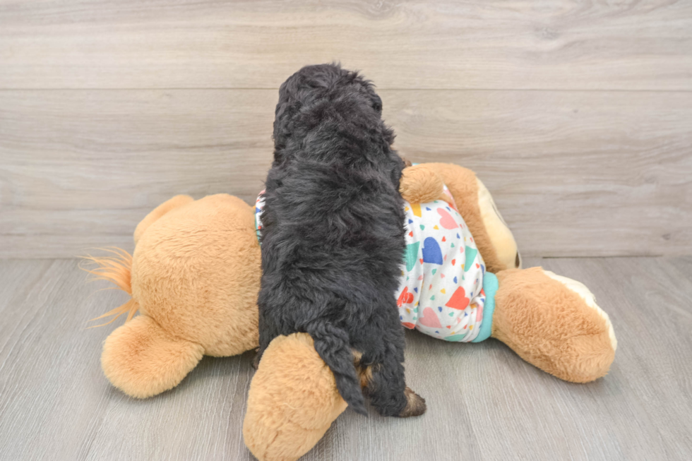 Smart Havapoo Poodle Mix Pup