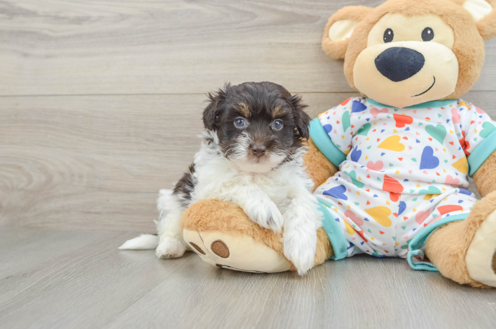 8 week old Havapoo Puppy For Sale - Fairfield Furbabies