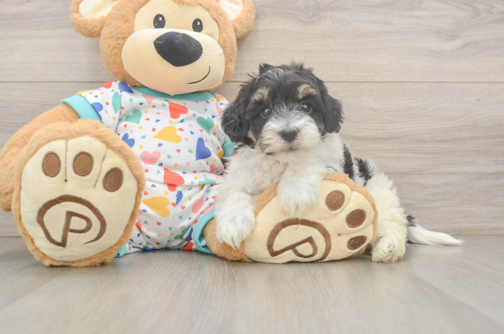 6 week old Havapoo Puppy For Sale - Fairfield Furbabies