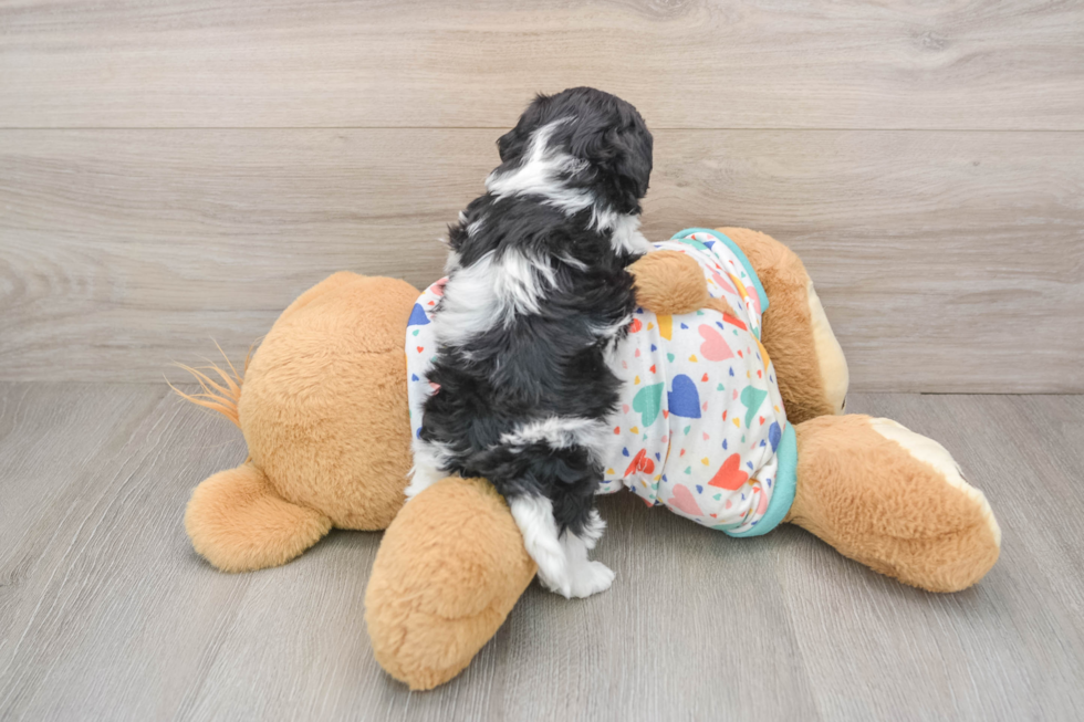 Fluffy Havapoo Poodle Mix Pup