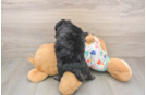 Havapoo Pup Being Cute