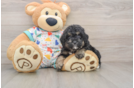 Havapoo Pup Being Cute