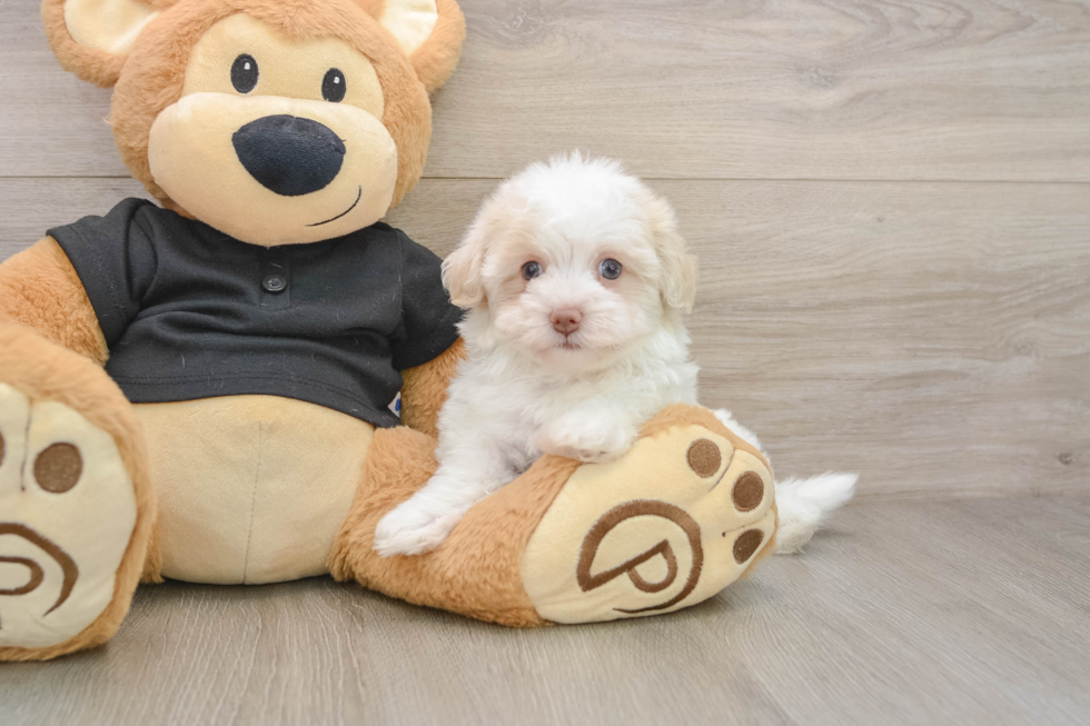 Friendly Havapoo Baby