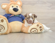 8 week old Havapoo Puppy For Sale - Fairfield Furbabies