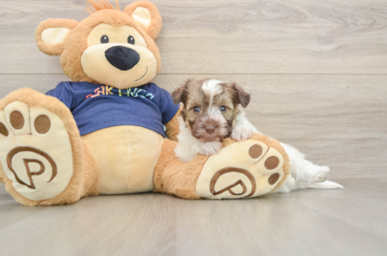 Petite Havapoo Poodle Mix Pup