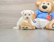 7 week old Morkie Puppy For Sale - Fairfield Furbabies