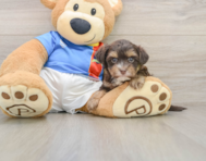 7 week old Morkie Puppy For Sale - Fairfield Furbabies