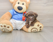 7 week old Morkie Puppy For Sale - Fairfield Furbabies