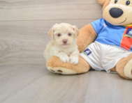 7 week old Morkie Puppy For Sale - Fairfield Furbabies